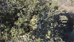 Quercus cornelius-mulleri