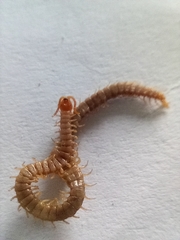 Geophilus carpophagus