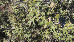 Quercus cornelius-mulleri