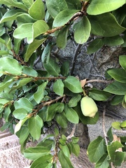 Ficus pumila