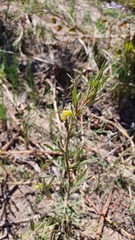 Oenothera odorata