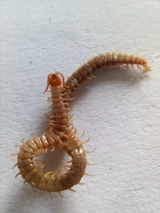 Geophilus carpophagus