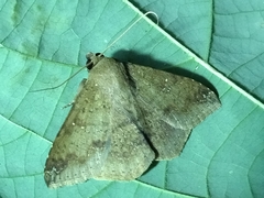 Ericeia inangulata