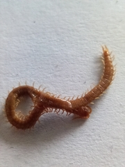 Geophilus carpophagus