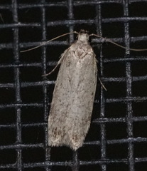 Platyedra subcinerea