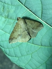 Ericeia inangulata