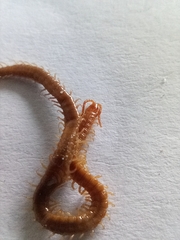 Geophilus carpophagus