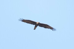 Hieraaetus wahlbergi