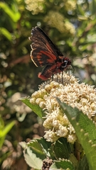 Metardaris cosinga