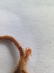 Geophilus carpophagus