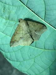 Ericeia inangulata