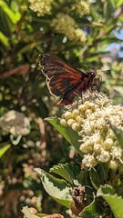 Metardaris cosinga