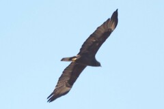 Hieraaetus wahlbergi