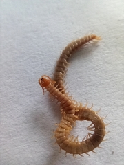 Geophilus carpophagus