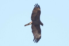 Hieraaetus wahlbergi