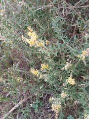 Tetragonia fruticosa