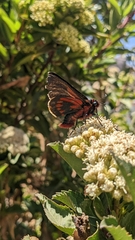 Metardaris cosinga