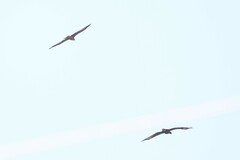 Hieraaetus wahlbergi