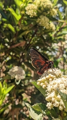 Metardaris cosinga