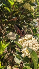 Metardaris cosinga