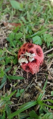 Clathrus crispus