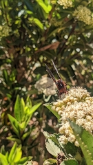 Metardaris cosinga