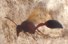 Delta dimidiatipenne