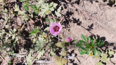 Sphaeralcea mendocina