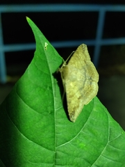 Ericeia inangulata