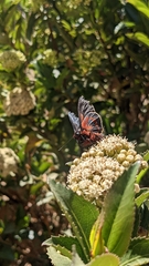 Metardaris cosinga