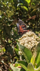 Metardaris cosinga