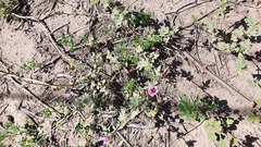 Sphaeralcea mendocina