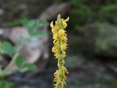 Crotalaria pallida