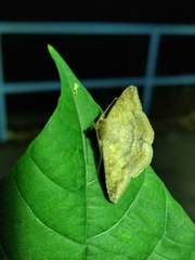 Ericeia inangulata