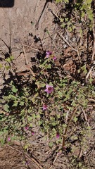 Sphaeralcea mendocina