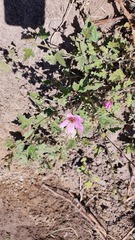 Sphaeralcea mendocina