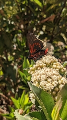 Metardaris cosinga