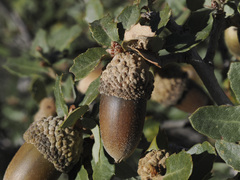 Quercus cornelius-mulleri