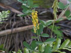 Crotalaria pallida