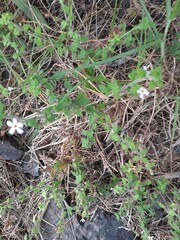 Chaenostoma hispidum