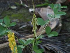 Crotalaria pallida