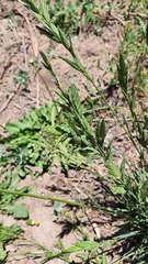 Bromus catharticus