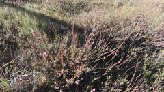 Eriogonum wrightii membranaceum