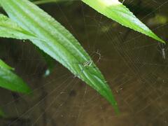 Leucauge celebesiana