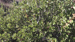 Ceanothus perplexans