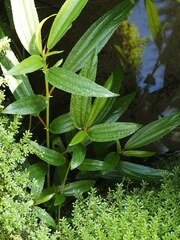 Boehmeria densiflora