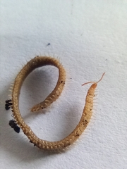 Henia vesuviana