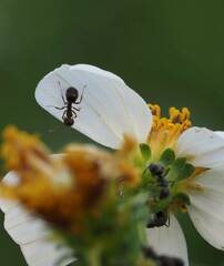 Dolichoderus thoracicus