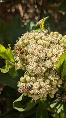 Eristalis bogotensis