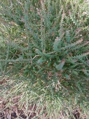 Agathosma orbicularis